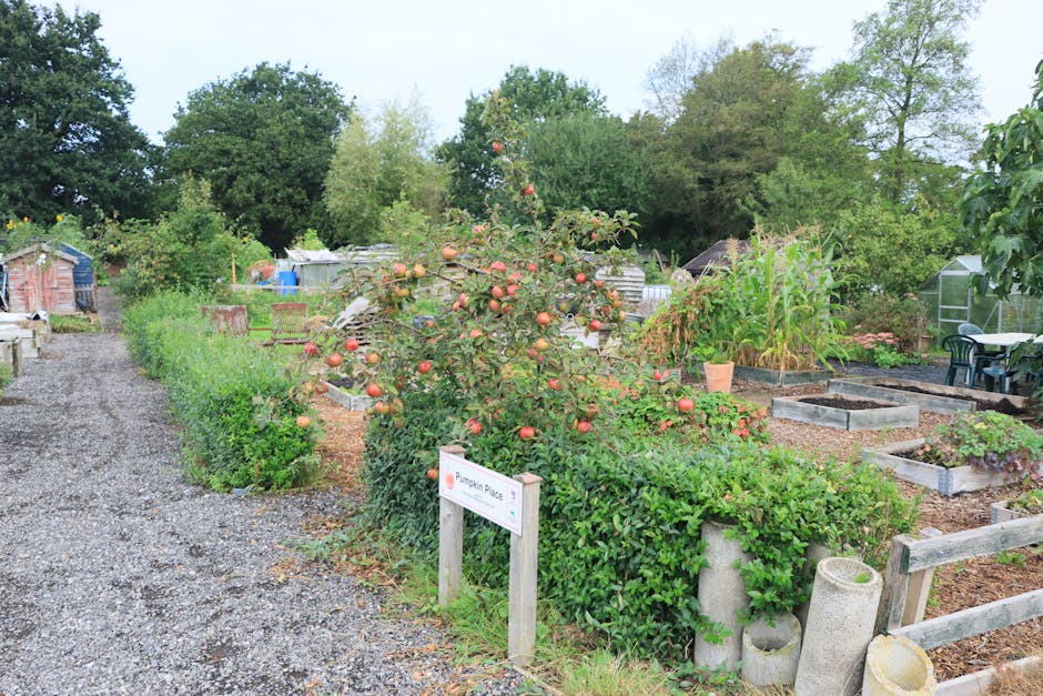 A landscaped community garden at Mountsfield Park featuring a central apple tree laden with ripe, reddish apples. The tree is surrounded by lush green shrubbery and vegetable beds filled with leafy greens, corn, and other seasonal crops. To the left, a gravel pathway runs alongside a neatly trimmed hedge, leading toward small greenhouses and garden sheds in the background, with tools and gardening equipment visible nearby. The soil of the flower and vegetable beds appears moist and well-tended, with some areas bordered by wooden planks and concrete blocks for organization. On the right, a small outdoor seating area with plastic chairs and a table overlooks the garden, set against a backdrop of tall trees with dense foliage providing shade. The scene is evenly lit by soft natural light, indicating a mild, overcast day, with ongoing garden maintenance activities such as watering, pruning, or planting evident, reflecting the work of Gardeners Catford in maintaining this vibrant community space.