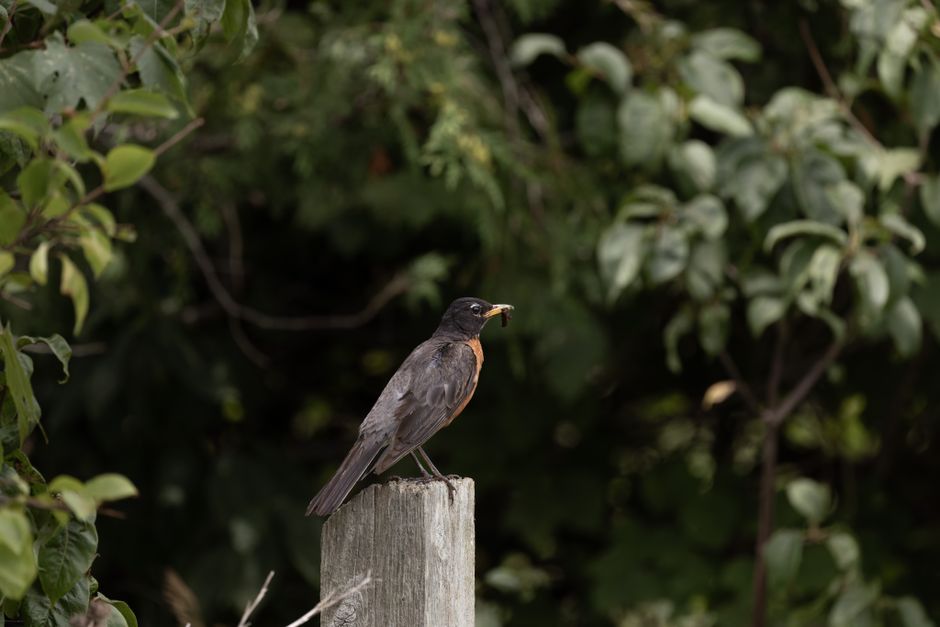 A close-up view of a blackbird perched on a weathered wooden post in a garden setting at Mountsfield Park. The blackbird has dark, glossy feathers with a hint of brown on its chest and a yellow beak holding a small caterpillar. Surrounding the bird are lush green foliage, including dense bushes with variegated leaves, and neatly maintained garden beds. The lawn area features short, trimmed grass, and there are visible garden tools such as a rake and pruning shears lying nearby, indicating ongoing garden maintenance. The background shows a mix of shrubs and trees, with soft natural light illuminating the scene, emphasizing the textures of the wet soil, leaves, and the bird’s feathers. This image captures the essence of active landscaping work and outdoor care typical of a community garden landscape, with Gardeners Catford contributing to the garden's upkeep.