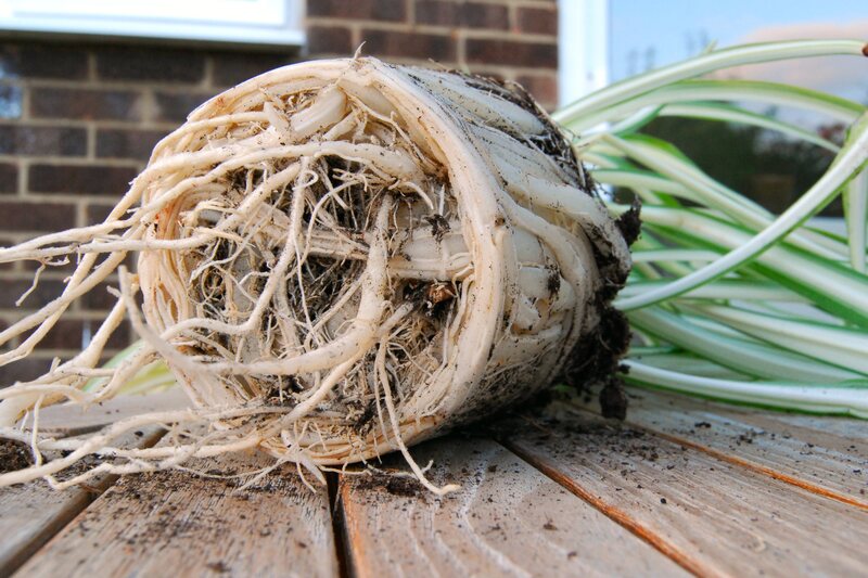 garden planting